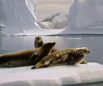 Seals Wallpaper Other Animals