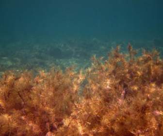 Rumput Laut Di Laut