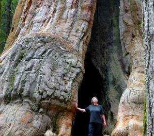 Sequoia Tree Nature Tourist Attraction