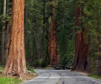Sequoia Pohon Mammutbaum California