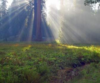 Sequoia Arbres Séquoia En Californie