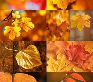 Reihe Von Schönen Herbst Blätter Hd Bilder