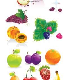 Mehrere Gemeinsame Früchte Vektor