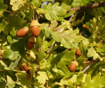 Albero Quercia Pedunculate Quercia Quercus Robur