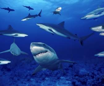 Tiburones Fondos Peces Animales