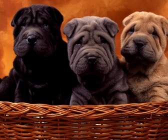 Sharpei Oursons Wallpaper Animaux Chiens