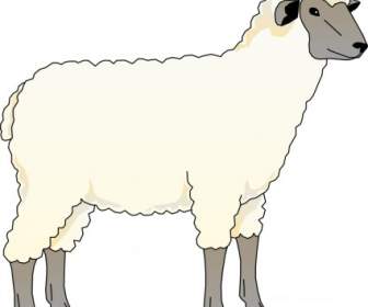 Owiec