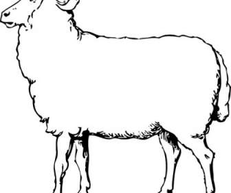 Cừu Clip Nghệ Thuật