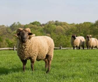 羊牧場の農村