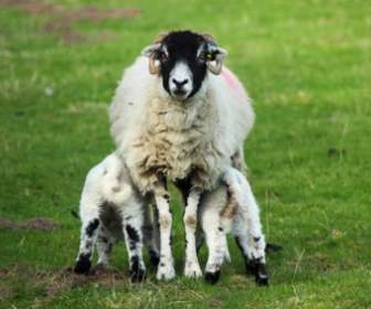 Sheep Feeding Lambs