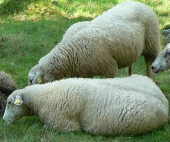 Sheep Flock Of Sheep Flock