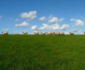 Sheep Flock Of Sheep Series