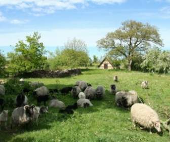 овцы пастбища природы