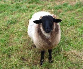 Sheep Pets Wool