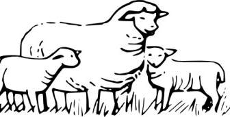 Sheep Standing Clip Art