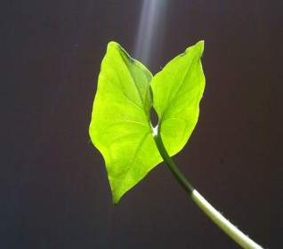 светло-зеленый лист