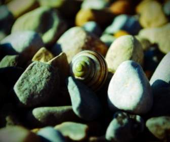 貝殼和石頭