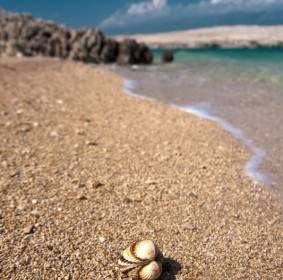 海灘上的貝殼