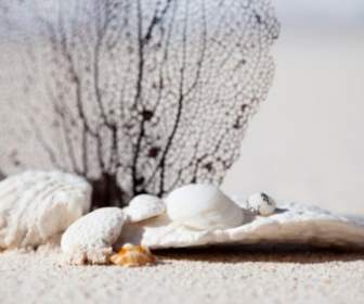 Shells And Corals On Beach