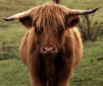 Shetland Krowa Tapety Inne Zwierzęta