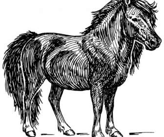 Shetland-pony