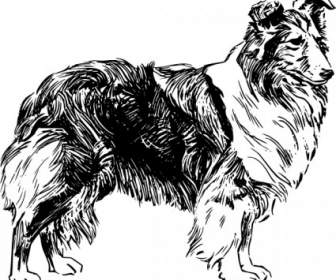 Anjing Gembala Shetland Clip Art