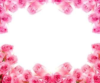 側的粉紅玫瑰花圖片