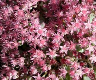 Siebold Stonecrop Flower Pink