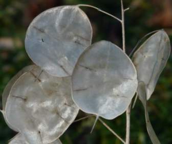 Silberling One Year Silver Leaf