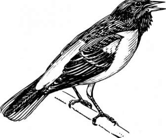 Image Clipart Oiseau Chantant