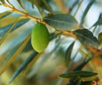 Einzelne Olive