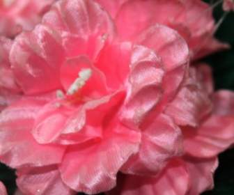 하나의 핑크 꽃