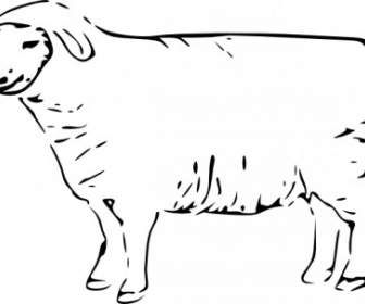 Single Sheep Clip Art