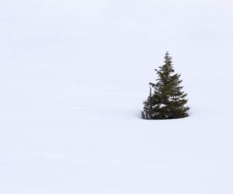 Einzigen Baum Im Schnee