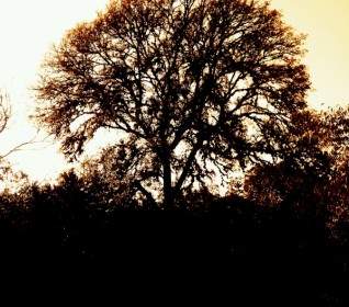 Einzigen Baum Silhouette