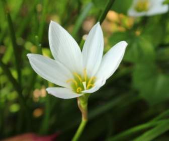 Einzelne Weiße Blume