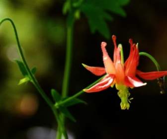 Sitka Columbine Wildflower Wildplant
