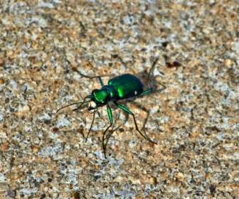 六斑點的虎甲蟲綠綠的 Bug 昆蟲