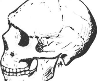 Clip Art De Cráneo En Escala De Grises