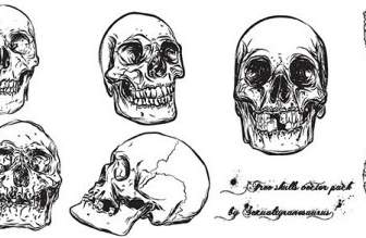 頭蓋骨のベクトル パック