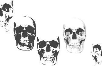 頭蓋骨のベクトル