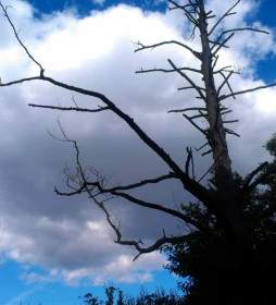 空の死んだ木の枯死木