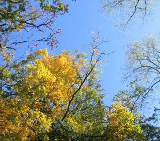 Himmel-Bäume-Baldachin