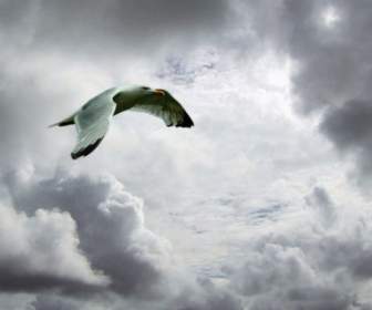 Skyscape With Seagull