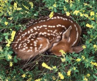 睡白尾鹿小鹿壁纸小动物动物