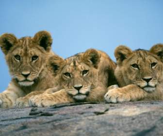 Sleepy Lion Cubs Wallpaper Big Cats Animals