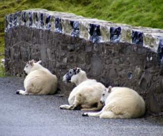 Pecore Assonnate