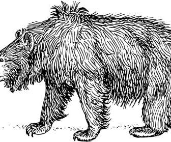 Sloth Bär