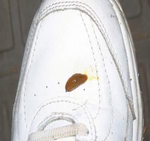 Slug On My Shoe