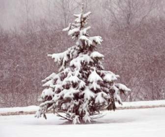 Pequeño árbol De Hoja Perenne En La Nieve